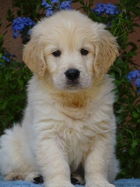 du Sarmizegetusa Regia - Chiots disponibles - Golden Retriever
