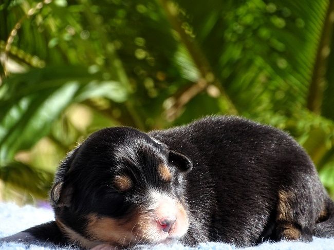 du Sarmizegetusa Regia - Chiots disponibles - Berger Australien
