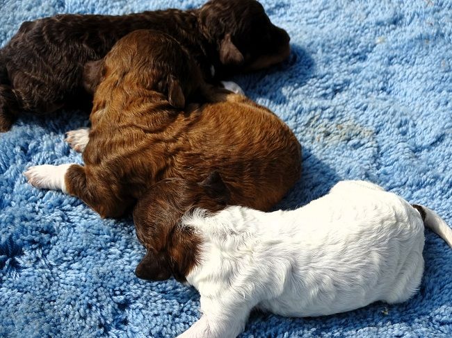 CHIOT 6