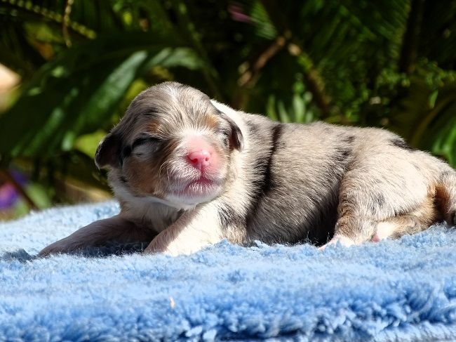 du Sarmizegetusa Regia - Chiots disponibles - Berger Australien