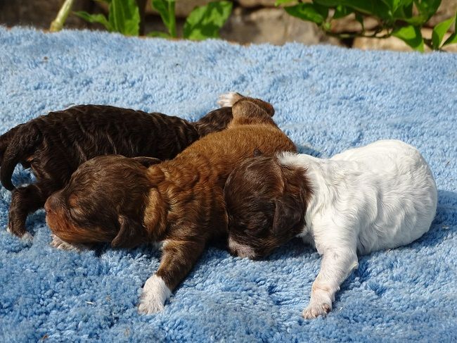 du Sarmizegetusa Regia - Chiots disponibles - Lagotto Romagnolo