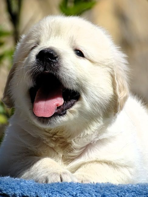 du Sarmizegetusa Regia - Chiots disponibles - Golden Retriever
