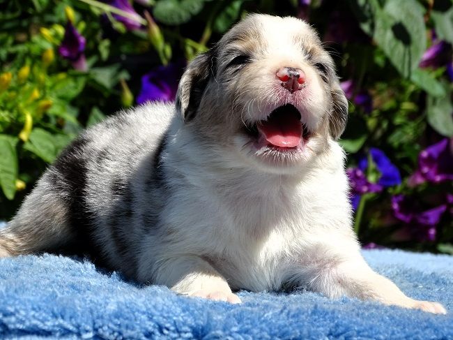 du Sarmizegetusa Regia - Chiots disponibles - Berger Australien