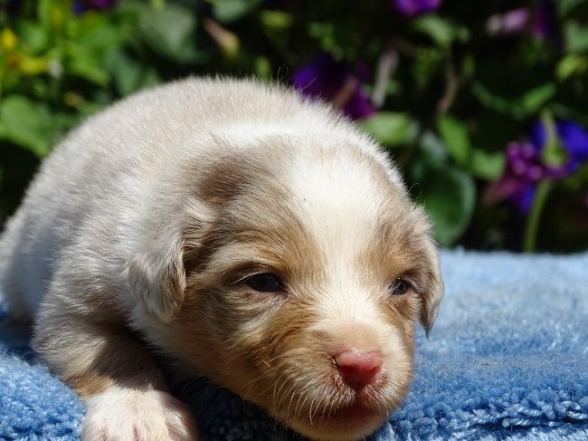 du Sarmizegetusa Regia - Chiots disponibles - Berger Australien