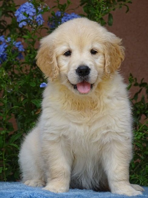 du Sarmizegetusa Regia - Chiots disponibles - Golden Retriever